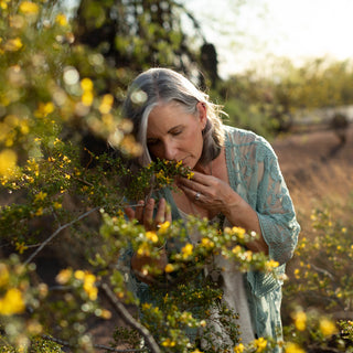 Chaparral: A Sonoran Desert Plant Profile