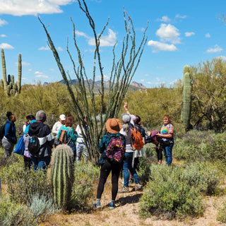 Ocotillo growing along a Sonoran Desert plant walk in Arizona