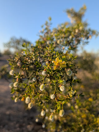 Fresh Chaparral / Creosote Bundle