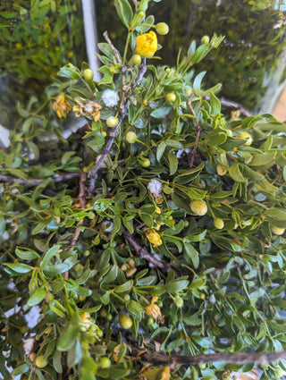 Fresh Chaparral / Creosote Bundle