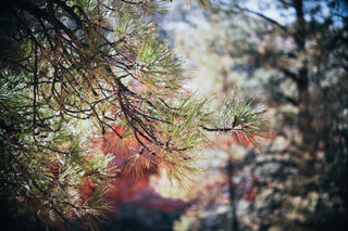 Pine needles in the forests of northern Arizona