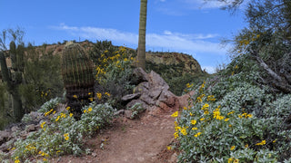 Brittlebush blooming in the Sonoran Desert