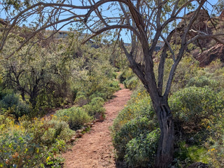 Trail through the Fountain Hills Desert Botanical Garden in Arizona