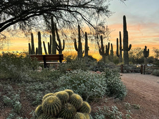Riparian Preserve at Water Ranch in Gilbert, Arizona